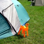 Grass and CAT5 - what more does a Camel need ?