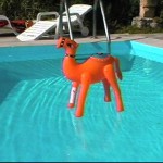 A brisk swim to keep in shape
