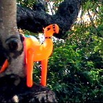 Tree climbing: not your usual camel skill