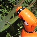 Braving the cactus